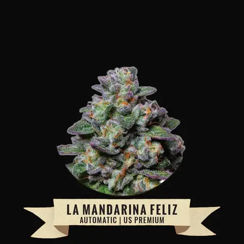 La Mandarina Feliz Auto