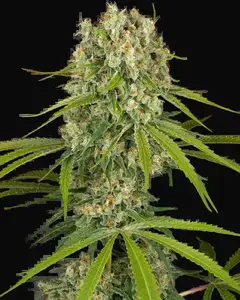 LA Sugar Feminized