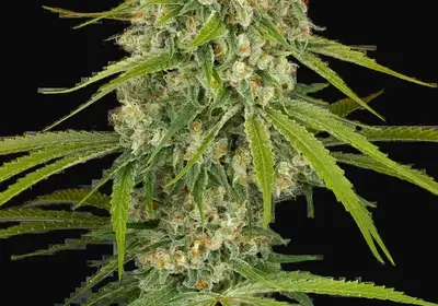LA Sugar Feminized