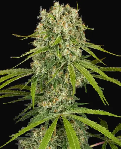 LA Sugar Feminized