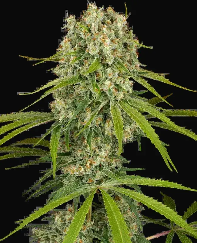 LA Sugar Feminized
