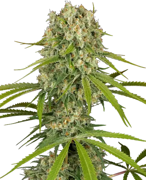LA Sugar Feminized