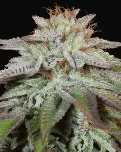 L.A. Vanilla Cake Auto