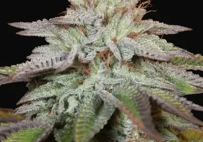 L.A. Vanilla Cake Auto