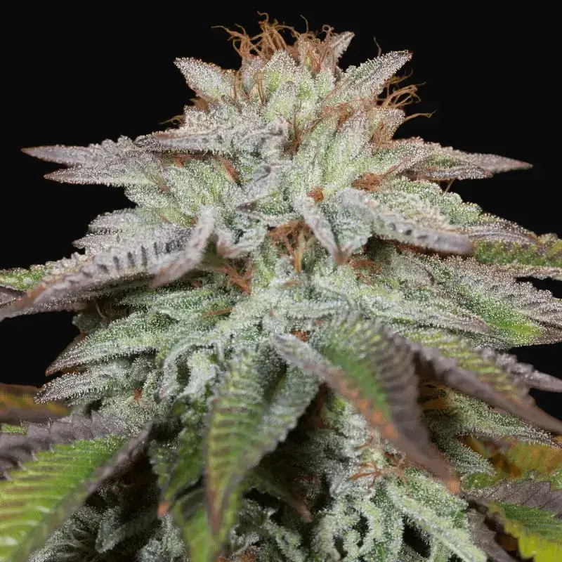 L.A. Vanilla Cake Auto