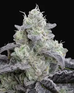 L.A. Vanilla Cake