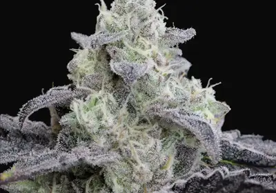 L.A. Vanilla Cake