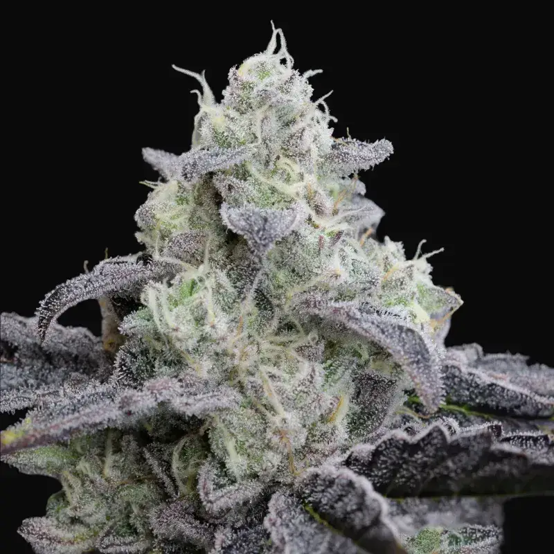 L.A. Vanilla Cake