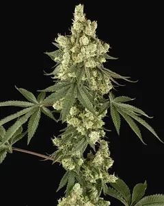Lambo Haze Feminized