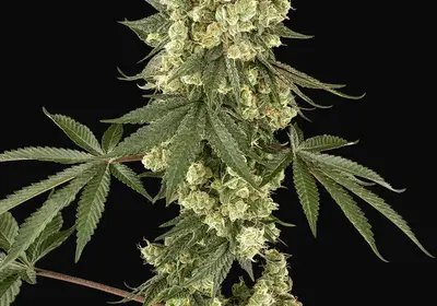Lambo Haze Feminized