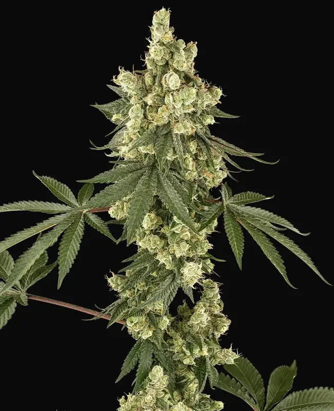 Lambo Haze Feminized