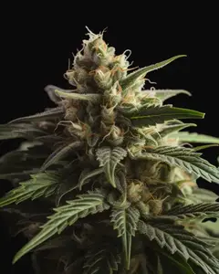 Lamb's Breath x AK 49