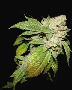 Larry OG Kush