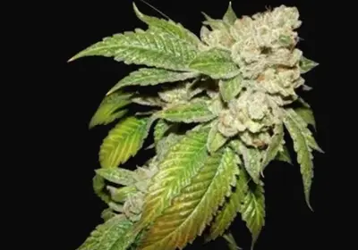 Larry OG Kush