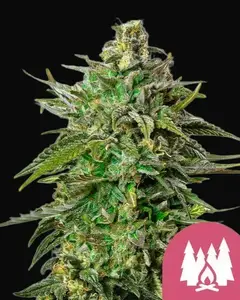 Larry OG