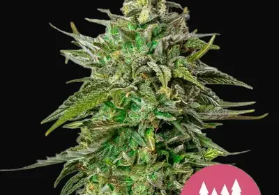 Larry OG