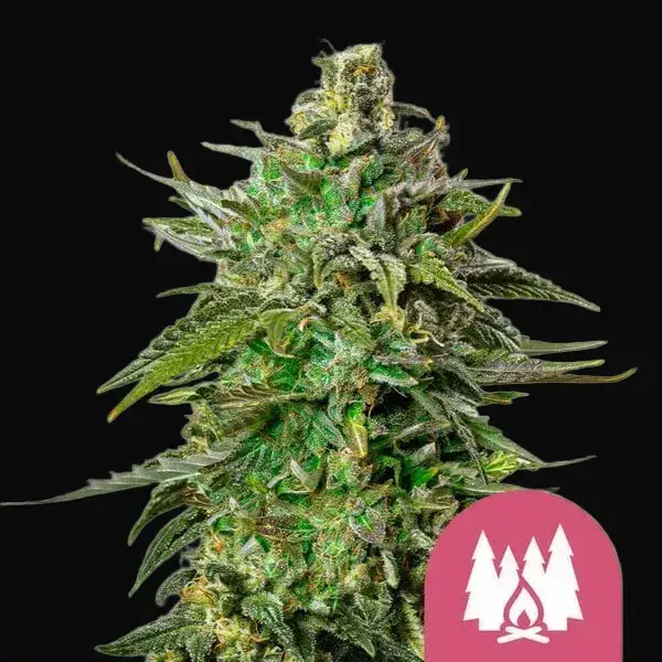 Larry OG