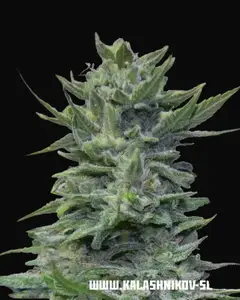 Lavanda Cream