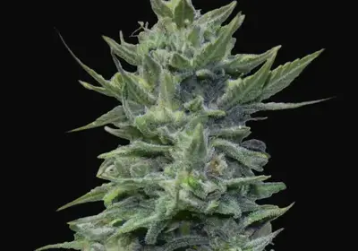 Lavanda Cream
