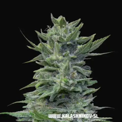 Lavanda Cream