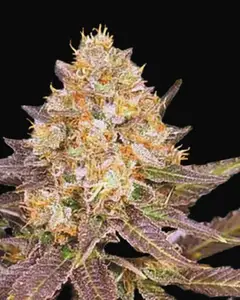 Lavender Best