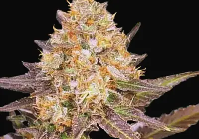 Lavender Best