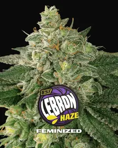Lebron Haze