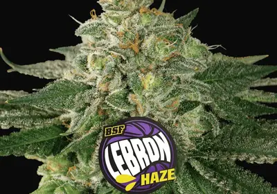 Lebron Haze