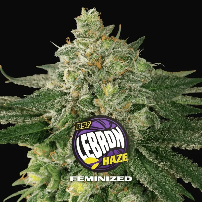 Lebron Haze