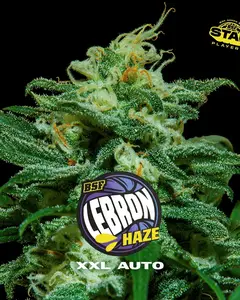 Lebron Haze XXL Auto