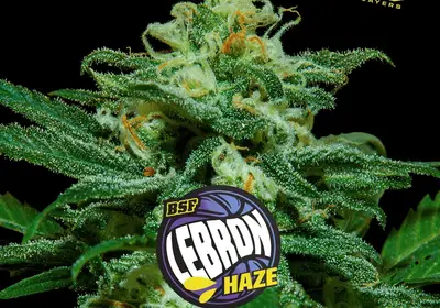 Lebron Haze XXL Auto