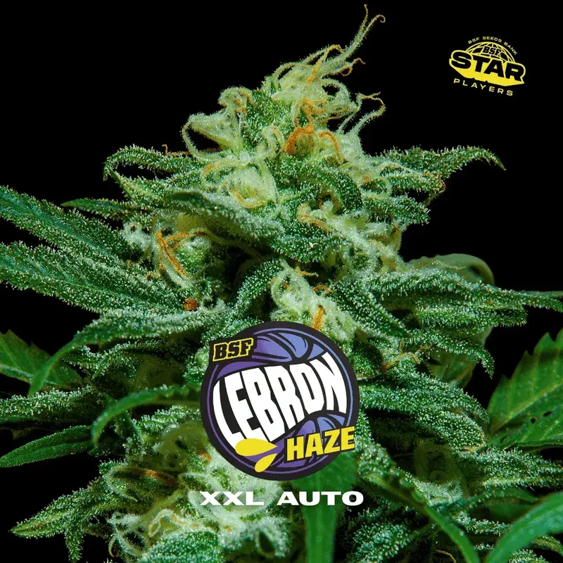 Lebron Haze XXL Auto