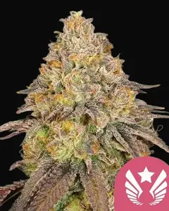 Legendary OG Punch