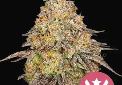 Legendary OG Punch