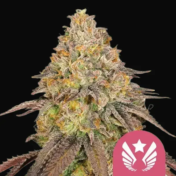 Legendary OG Punch