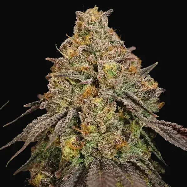 Legendary OG Punch — zdjęcie 4