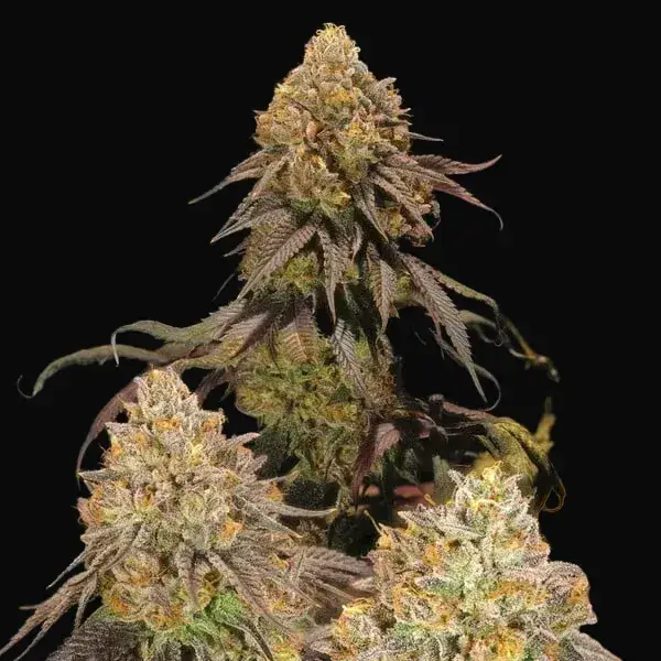 Legendary OG Punch — zdjęcie 5