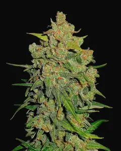 Lemon AK Auto