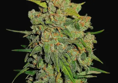 Lemon AK Auto