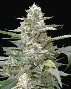 Lemon Amber Kush