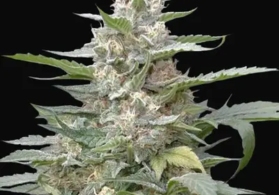 Lemon Amber Kush