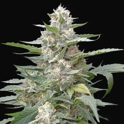 Lemon Amber Kush
