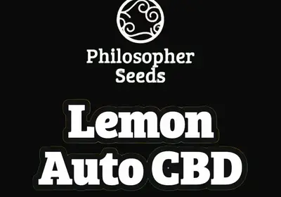 Lemon Auto CBD