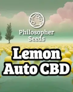 Lemon Auto CBD