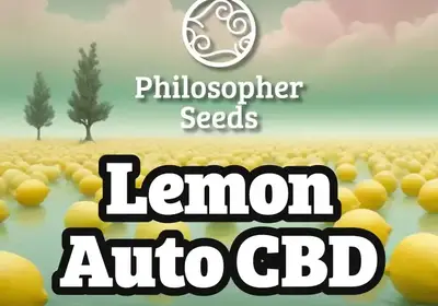 Lemon Auto CBD