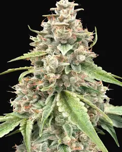 Lemon Bean Fast