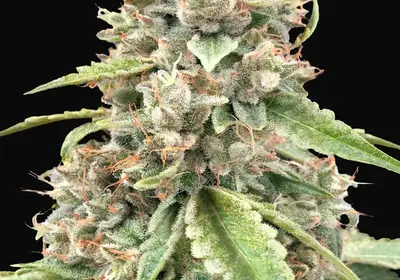 Lemon Bean Fast