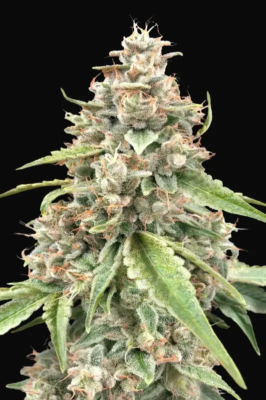 Lemon Bean Fast