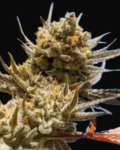 Lemon Berry Candy OG R2