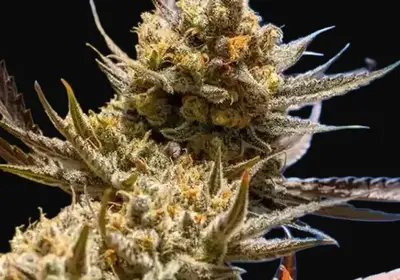 Lemon Berry Candy OG R2